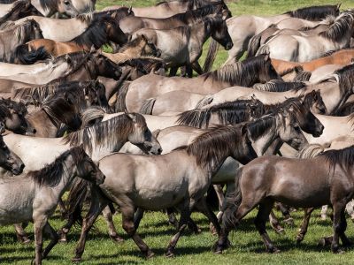 Wildpferdefang Dülmen Tickets