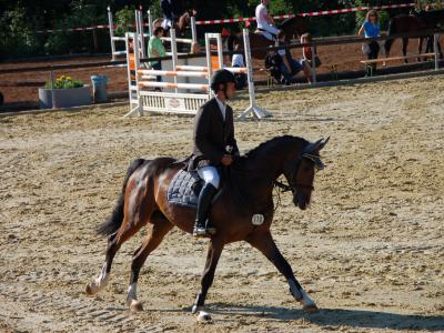 Pferdesport CHIO Aachen Tickets