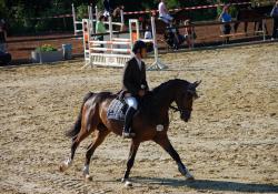 Pferdesport CHIO Aachen Tickets