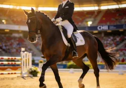 Dressur Grand Prix